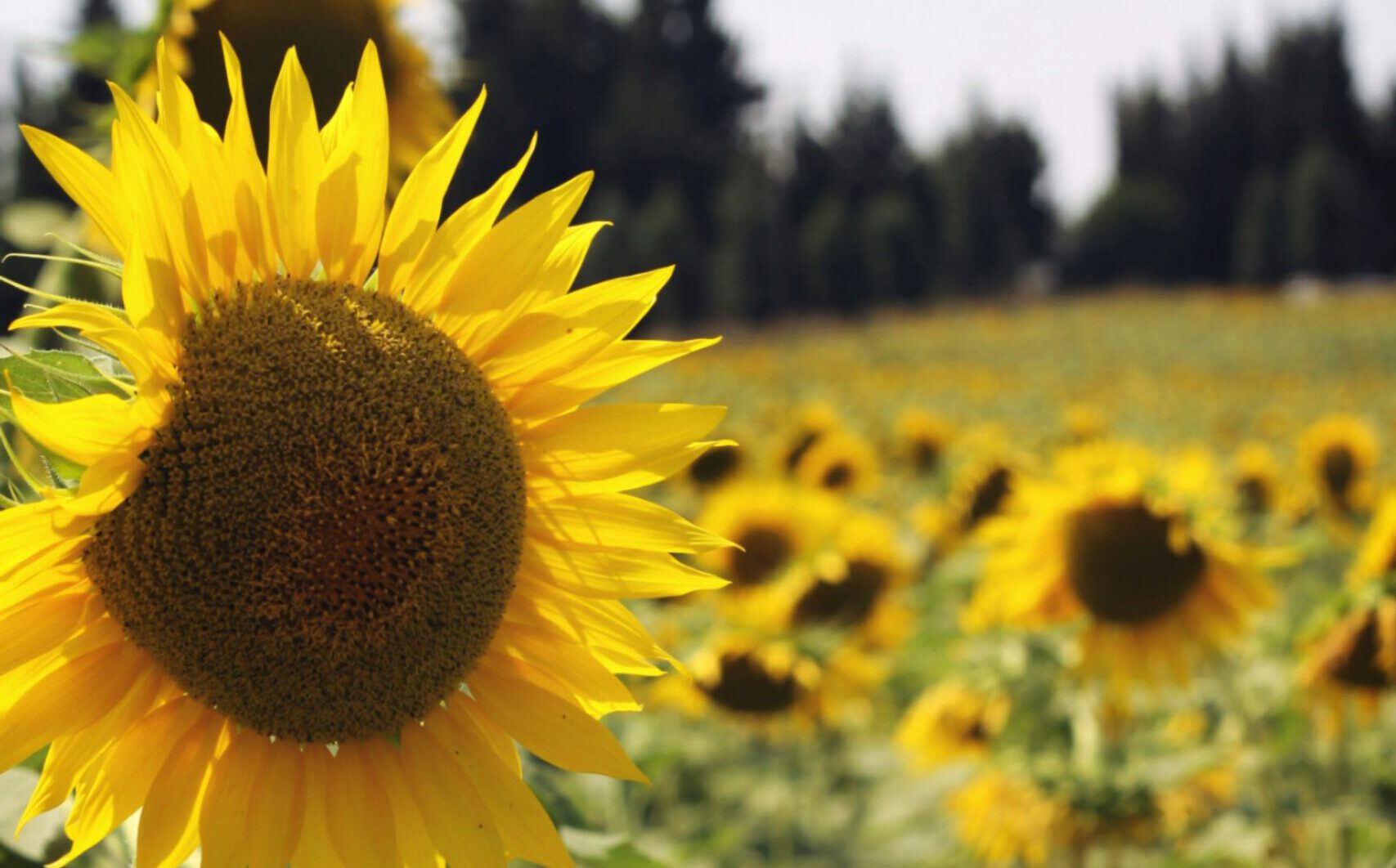 Serwis urządzeń parkingowych